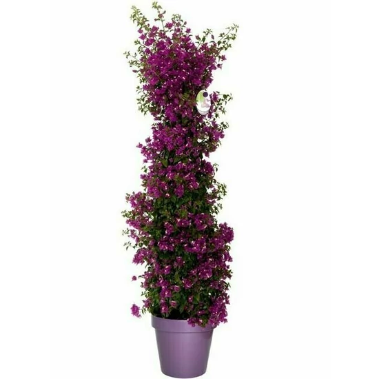 Murvafürt  BOUGAINVILLEA ALEXANDRA PIRAMIS 110CM K9