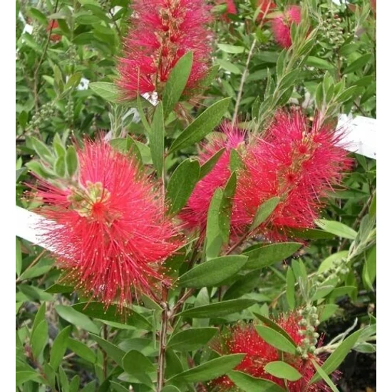 Kefevirág CALLISTEMON SPLENDENS GÖMB 30CM K3