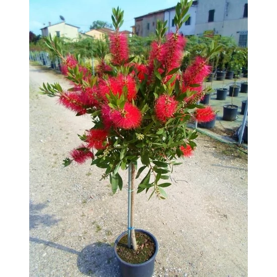 Kefevirág CALLISTEMON SPLENDENS T90 35CM K9