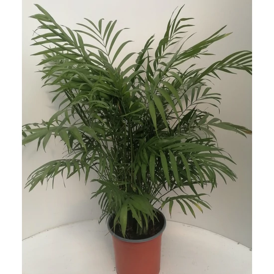 Gyompálma CHAMAEDORA ELEGANS 50CM K3