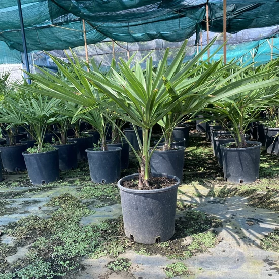Kínai kenderpálma  CHAMAEROPS EXCELSA 50/60 K5