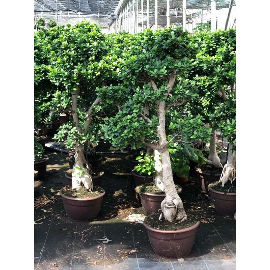 Fikusz bonsai FICUS GINSENG BONSAI S-FORMA 110/120CM K30