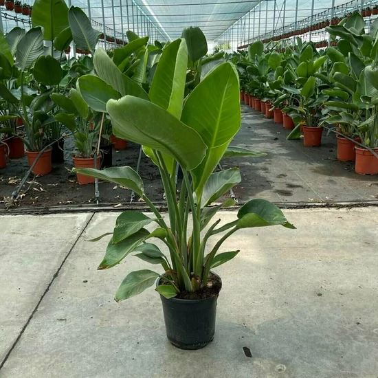 Papagájvirág   STRELITZIA AUGUSTA 70/80 K6