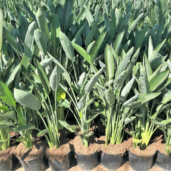 Papagájvirág  STRELITZIA AUGUSTA 100/120 K9