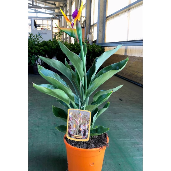 Papagájvirág   STRELITZIA REGINAE K3