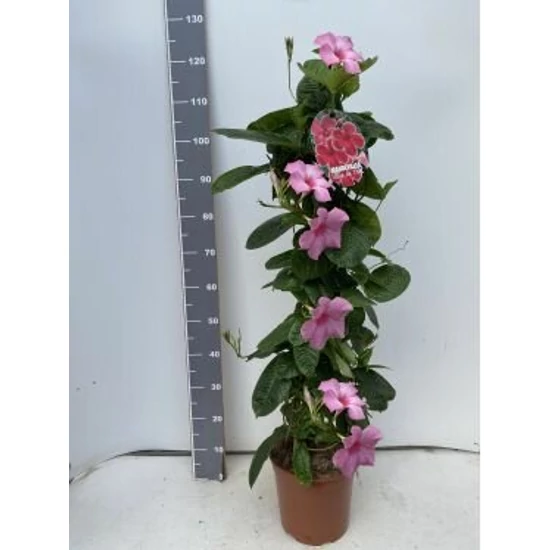 Tölcsérjázmin   MANDEVILLEA ALICE DUPONT PIRAMIS 110CM K9