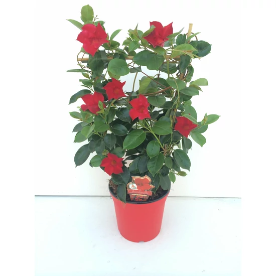 Tölcsérjázmin   SUNDAVILLE FAL 50CM K4