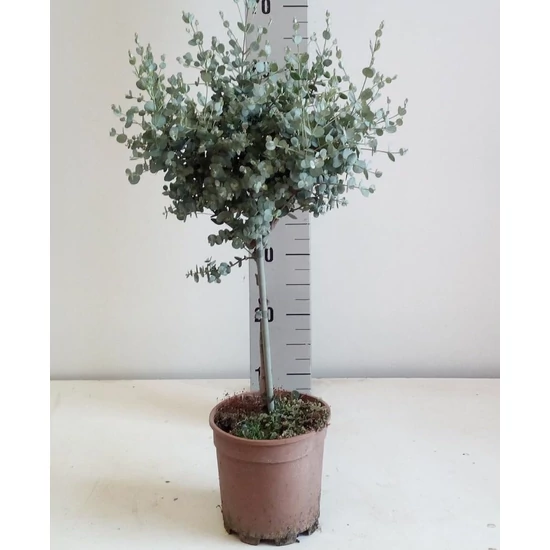 Havasi eukaliptusz EUCALYPTUS GUNNII T70 K3