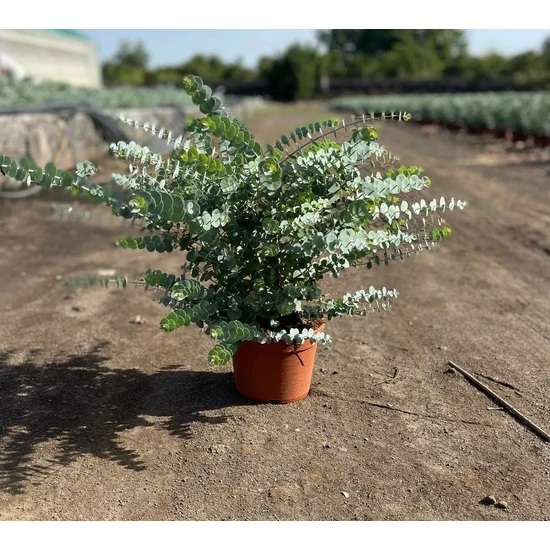 Havasi eukaliptusz  EUCALYPTUS GUNNII BOKOR K3