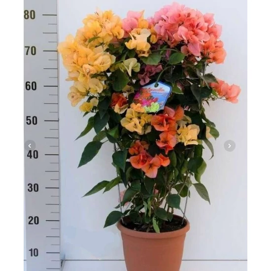 Murvafürt   BOUGAINVILLEA 2-3 SZÍN/FAL 80CM K5