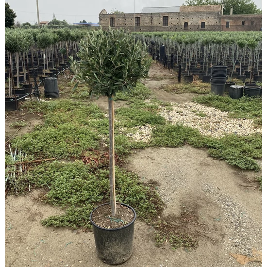 Olajfa  OLEA EUROPAEA T1/4 110CM MAGAS K10