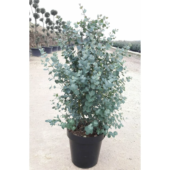Havasi eukaliptusz  EUCALYPTUS GUNNII K6