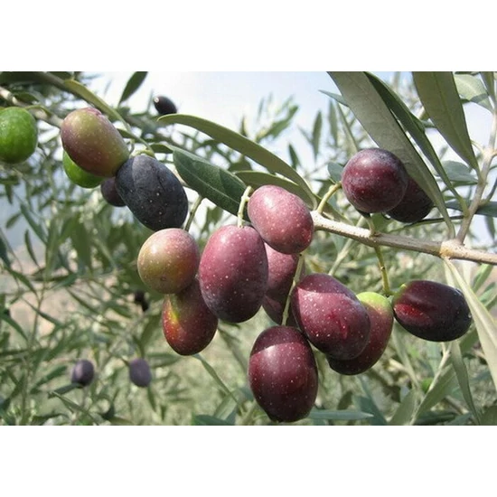 Olajfa   OLEA EUROPEA T50 K3 