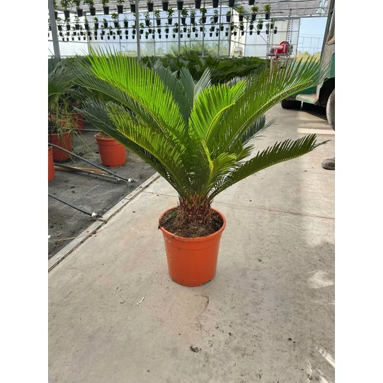 Szágópálma CYCAS REVULATA 60CM EXTRA K10