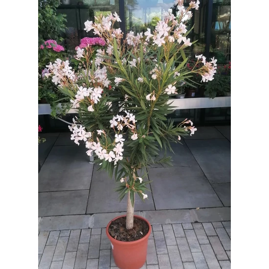 Leander NERIUM OLEANDER T1/2 K12