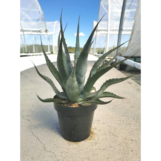 Közönséges agávé AGAVE CHRYANTHA  K4