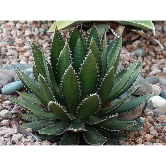 Közönséges agávéAGAVE HORRIDA K3