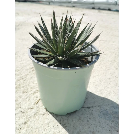 Közönséges agávé AGAVE SCHIDIGERA WHITE STRIPE K1,5