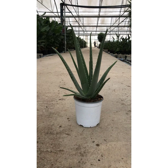 ALOE VERA K3
