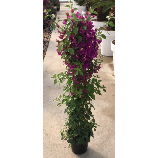 Murvafürt BOUGAINVILLEA CALIFORNIANA PIRAMIS K3  