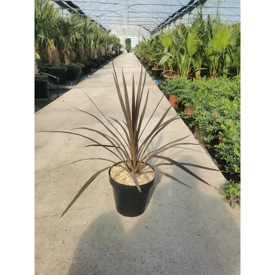 Bíbor bunkóliliom CORDYLINE AUSTRALIS RED STAR K7