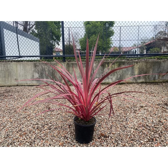 Bunkóliliom CORDYLINE BANSKII ELEKTRIC PINK K7  