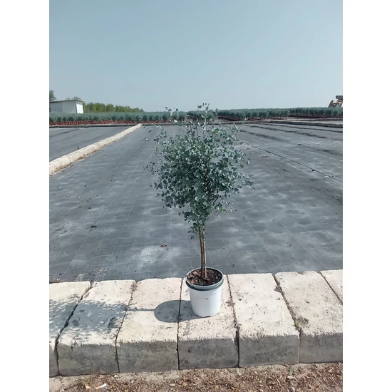 Havasi eukaliptuszEUCALYPTUS GUNNII T1/4 K3