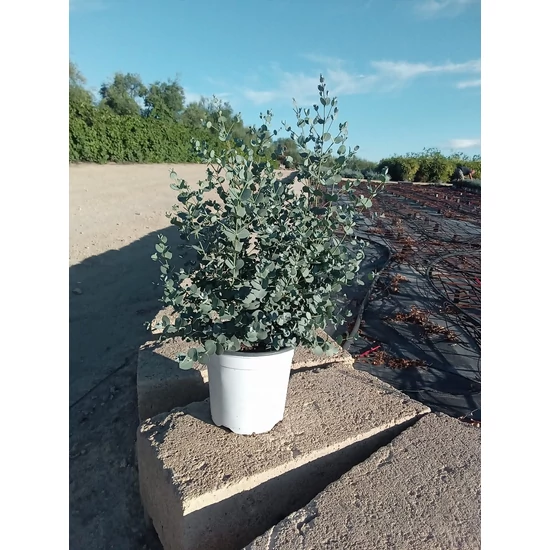 Havasi eukaliptusz EUCALYPTUS GUNNII K3