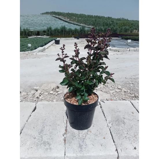 Kínai selyemmirtusz LAGERSTROEMIA INDICA RHAPSODY IN PINK K4