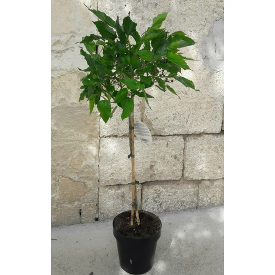 Mojo Berry fekete eperfa  MORUS ROTUNDILOBA MOJO BERRY T1/4 K5