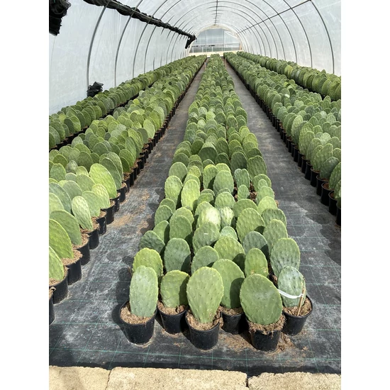 Fügekaktusz OPUNTIA FICUS INDICA K3