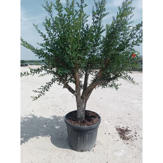 Gránátalma Punica granatum