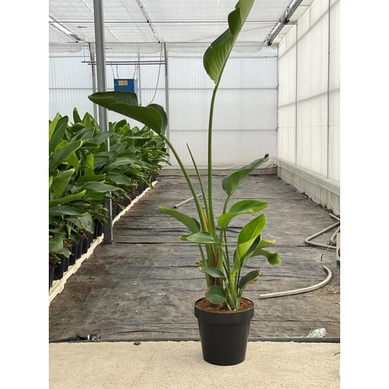 Papagájvirág STRELITZIA NICOLAI K30
