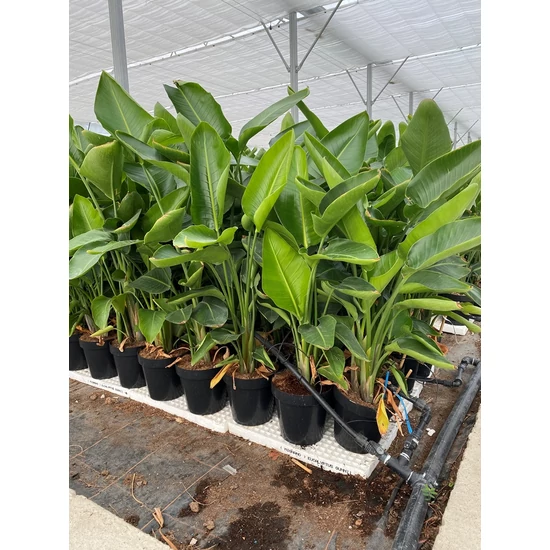 Papagájvirág STRELITZIA NICOLA K10