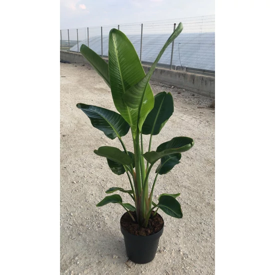 Papagájvirág STRELITZIA NICOLA K30