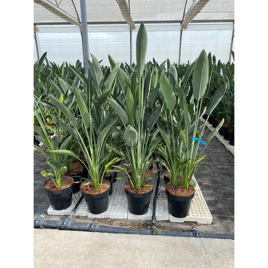 Papagájvirág STRELITZIA REGINAE K3