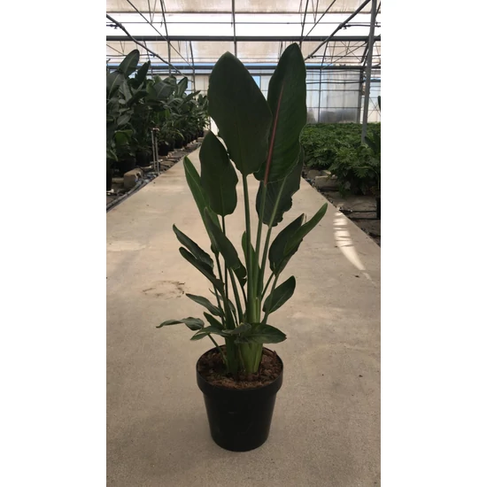 Papagájvirág STRELITZIA REGINAE K30