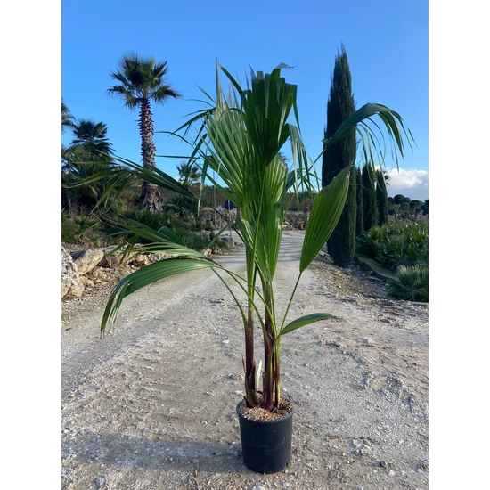 Washingtonia pálma WASHINGTONIA ROBUSTA 100CM K9