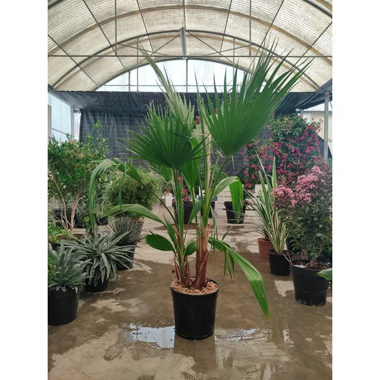 Washingtonia pálma WASHINGTONIA ROBUSTA 170CM K15