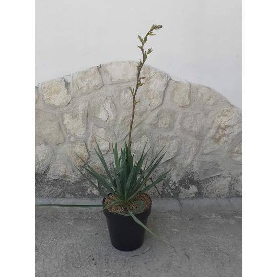Fürtös pálmaliliomYUCCA FILAMENTOSA K9