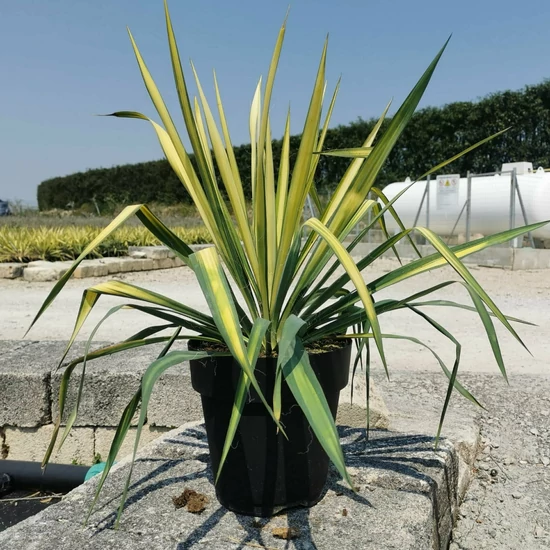 Fürtös pálmaliliom YUCCA FLACCIDA GOLDEN SWORD K9 