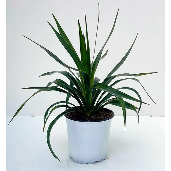 Pompás pálmaliliom YUCCA GLORIOSA K3