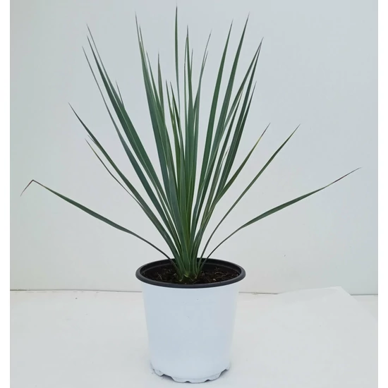 PálmaliliomYUCCA ROSTRATA K3