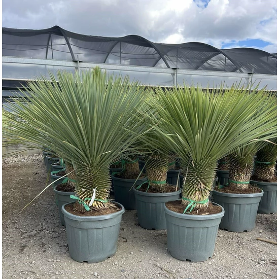 Pálmaliliom YUCCA ROSTRATA T30/40 K45