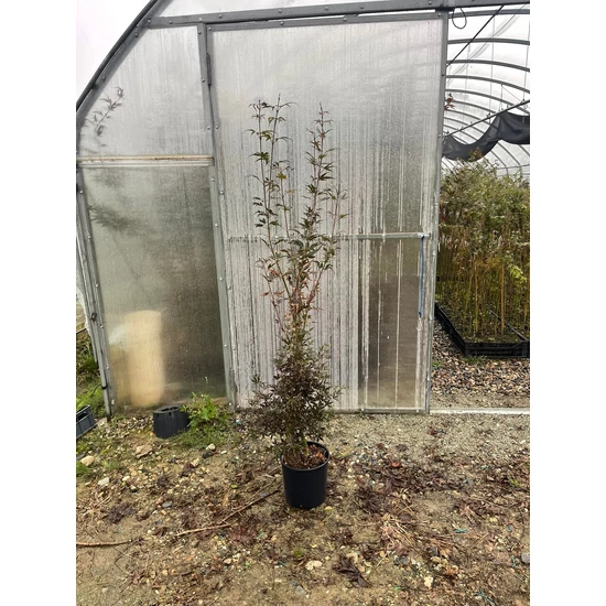 Japán juhar ACER PALMATUM SKEETER'S BROOM 100/+ K7,5