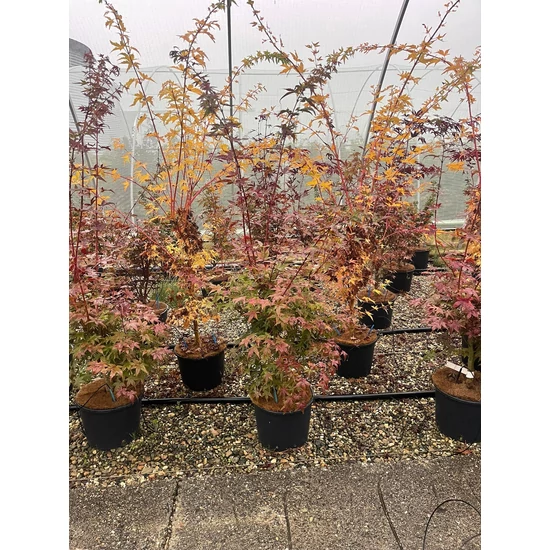 Japán juhar ACER PALMATUM DESHOJO 100/+ K7,5