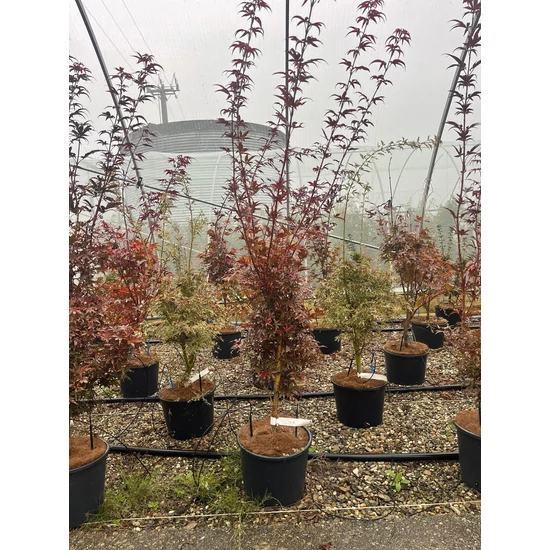 Japán juhar ACER PALMATUM SANGO KAKU 100/+ K7,5