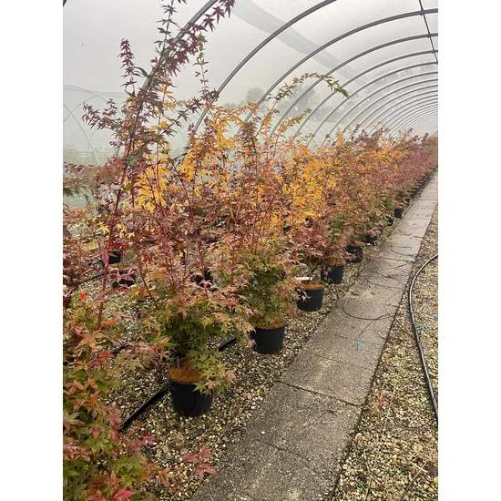 Japán juhar ACER PALMATUM OSAKAZUKI 100/+ K7,5