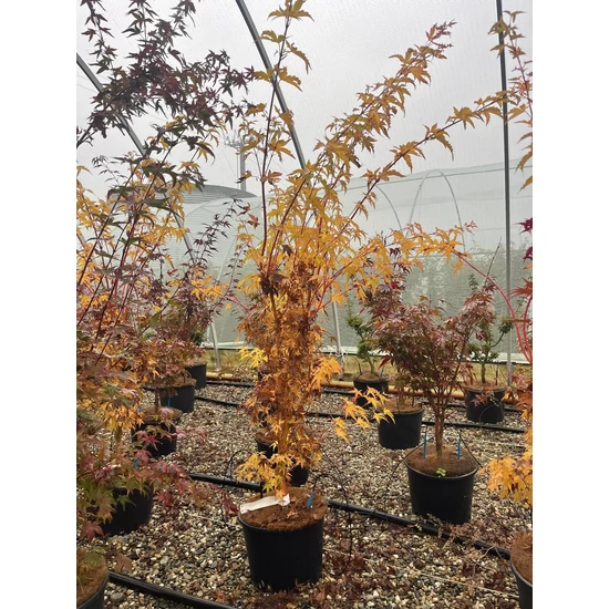 Japán juhar ACER PALMATUM FIREGLOW 100/+ K7,5