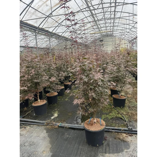 Japán juhar ACER PALMATUM BLOODGOOD 120/+ K12